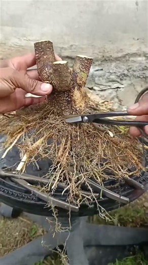 tahapan membentuk bonsai small #treanding #satisfying #grow