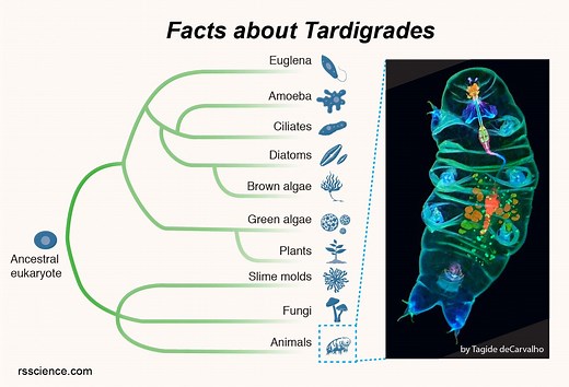 What are Tardigrades (Water Bears) - extreme conditions survivor