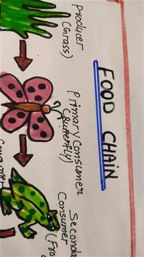 School Project || Food Chain Diagram Easy to Draw | Food Chain Chart for School Project | Food Chain