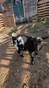 15K views · 295 reactions | How do goats keep warm in winter?...