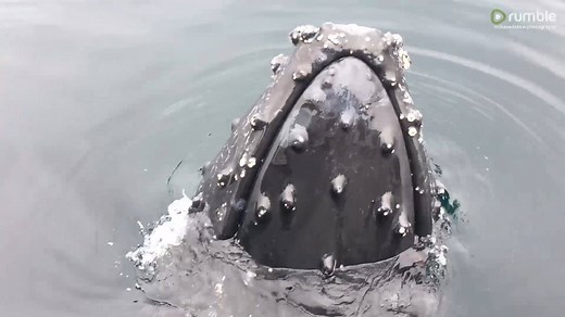 54K views · 571 reactions | Incredibly close whale encounters caught on camera. Very cool! | Rumble | Facebook