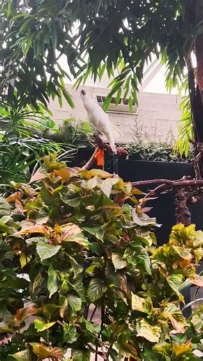 Cockatoo Parrot Mimics Human 😂