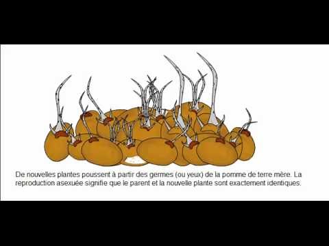 La multiplication végétative