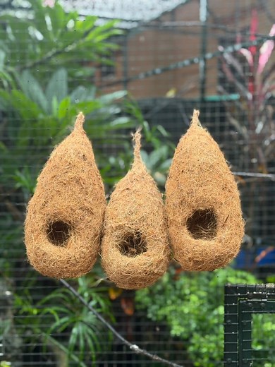 116K views · 1K reactions | Chim MANH MANH SẺ JAVA & Mẫu TỔ CHIM SINH SẢN đầu tiên tại VIỆT NAM朗 #datbirdtv | Đạt Bird TV | Facebook