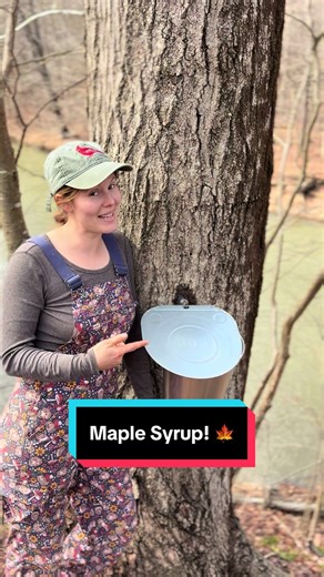 Exploring the Abundance of Maple Syrup