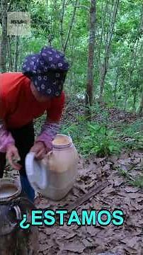 Producción de caucho natural asombroso