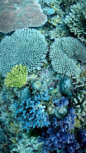 3.5K views · 142 reactions | Corals are living organisms that form...