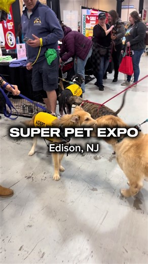 THIS WEEKEND ONLY! Friday, Saturday, Sunday at @superpetexpo in Edison New Jersey! Dog friendly and cat friendly! 150 pet vendors Enrichment play and Activities for pets! #newjersey #dogfriendly #njevents #petexpo #dogmomlife