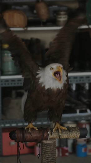 657K views · 6K reactions | Eagles aren’t known for hugging… but Eagly is special like that 礪 Peacemaker Season 2 premieres tonight 9pm on HBO Max. | Discovery | Facebook