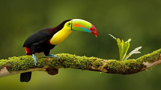 Circuit ornithologique de 14 jours au Costa Rica