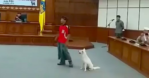 Bali’s Kintamani dogs become the first Indonesian dog breed to get global recognition | Coconuts