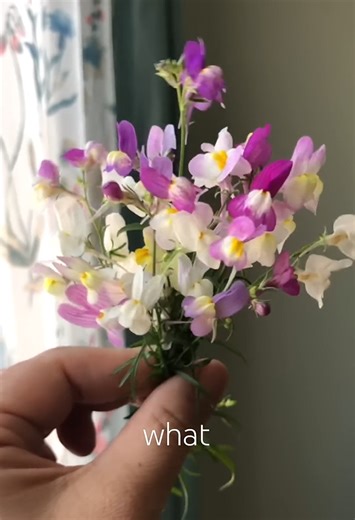 How snapdragon flowers add beauty to any home garden