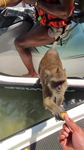 Thailands island jetski tour 🌴🤯🤩 Explore the stunning waters of Phuket 🌊 Ride your own jetski across crystal-clear seas, discovering 7 beautiful islands in just 4 hours 🏝️✨ Stop at hidden beaches, take unreal photos 📸, and feel the adrenaline the whole way 💨 Bring a friend or partner — 2 people per jetski means double the fun 🫂🔥 6,000฿ 💳 | 4 hours ⏰ | 1 jetski 🚤 | 7 islands 🏝️ #phuket #thailand #jetski #monkeyisland #patong