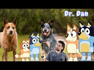 Bluey Character list with their real life dog selves.