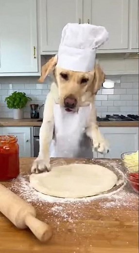 Hilarious Labrador Makes Homemade Pizza! 🍕