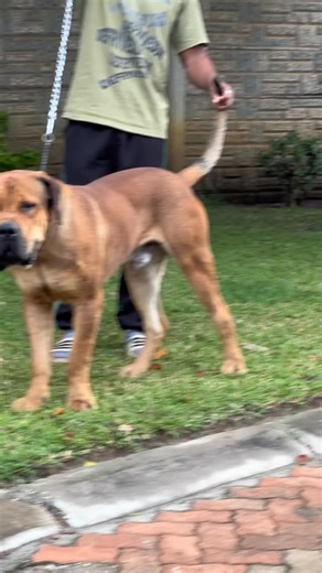 This transformation is insane @muzzle_pride Tipe ma Cheat Codes acho apap | Prodigy K9's