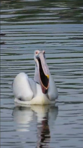 Beautiful Pelicans Swimming Together Amazing Wildlife Moment