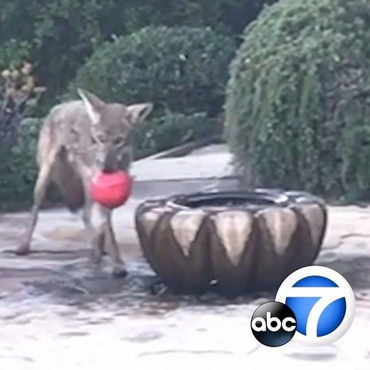 9.1M views · 1K shares | SAVE THE COYOTE: While many communities are trying to rid their streets of coyotes, one SoCal neighborhood is trying to save one. With a dog toy stuck in its mouth, the four-legged critter can't eat or drink. Now animal lovers in the area are banding together to try to catch him so they can save him. The risky rescue attempt: https://abc7.com/5497558 Video: George Scheideman | ABC7 | Facebook