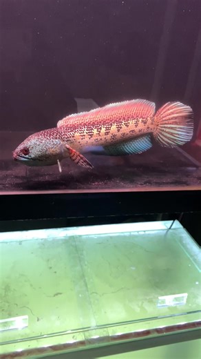 #rx08aquatic #channasumedang #channaauranti