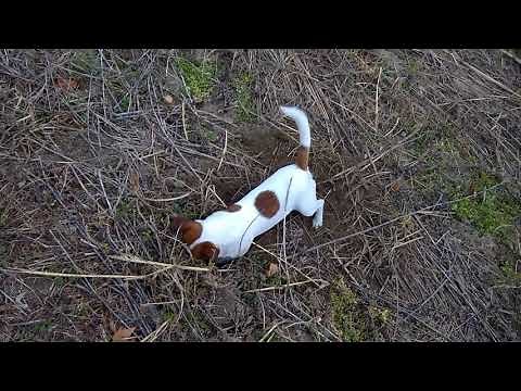 Jack Russell Terrier VS rat