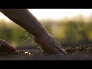 Seedling Planting Process | Green Lifestyle Inspiration