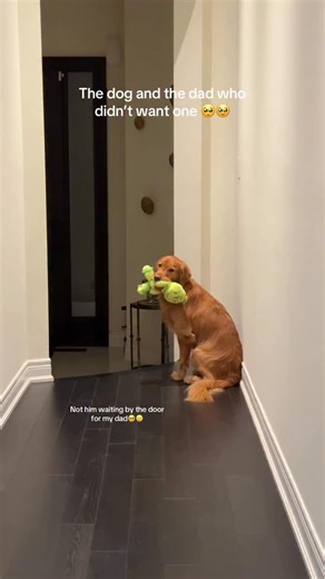 31K views · 10K reactions | Name a better duo I’ll wait來 - my dad didn’t know we were coming home so we surprised him. Mr Ben is still feeling a bit sick so he was moving slow but still so excited for his bestie #thespicygolden #goldenretriever #grandparentslove #dogreaction | Thespicygoldenn | Facebook