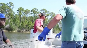 2.2K views · 27 reactions | Reach out or visit Dawson Creek Seafood in Arapahoe for some fresh N.C. seafood! This family business prides itself on quality and good prices. #NCCaught #GotToBeNC #NCAgriculture | N.C. Department of Agriculture and Consumer Services | Facebook