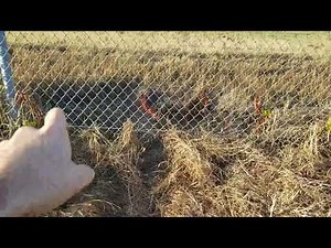 Setting fence snares for coyotes