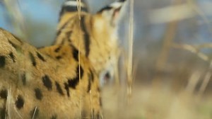 169K views · 5.4K reactions | Part 534 || Animals Life Story | Animals Life | Facebook