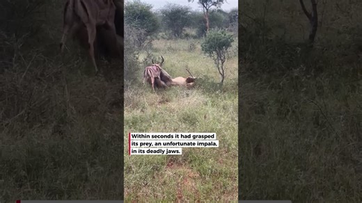 Lion successfully hunts impala just metres from safari jeep