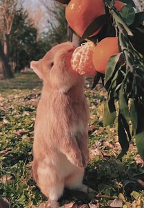 37K views · 141 reactions | #cuteanimals | DIY & Crafts | Facebook