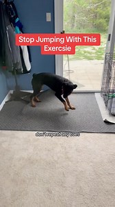 🔻This Exercise Stops Jumping FAST🔻 #dogtraining #marylanddogtrainer #dogtips #dogtrainingadvice #doggo #clickertraining #dogtrainingtips # #certifieddogtrainer #dogclasses #puppyclass #puppyclasses #PrivateDogTraining #dogproblems #puppyproblems #puppyparents #nodogneedsashockcollar #positivereinforcement #positivereinforcementtraining #forcefreetraining #forcefreedogtraining #forcefree | Best Buddy Dog Trainer, LLC