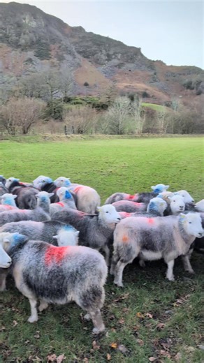 The farms Herdwick ewes are down from the fells and have been introduced to their choice of tups today 😍 🐑 If all goes to plan from the 12th of April we should see the consequences of sheep match making 🙏👌 Yep baby lambs everywhere 🤣 | Great Langdale Glamping