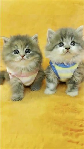 Ditch the old box.#petpivot#AutoScooper#litterbox#petpivotfamily#catlover