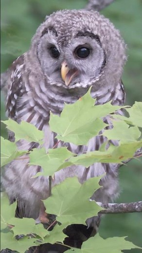 What is that Screech? Screeching Sound? #barredowl #birds #screech #owl #wildlife #nature #shorts
