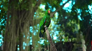 Parrot green Eclectus roratus with green feathers in the usual habitat with green grass and sprawl