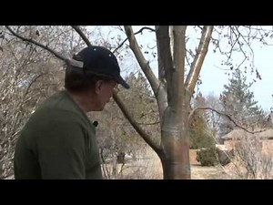 How to Make Basic Tree Pruning Cuts