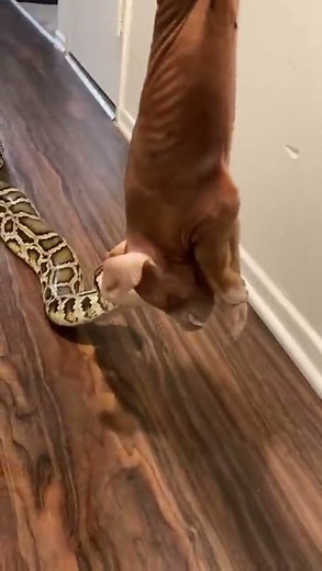 Rocky My GIANT Python Having Piggy Dinner! 🐷🐍 #reptilefeeding #python #pets