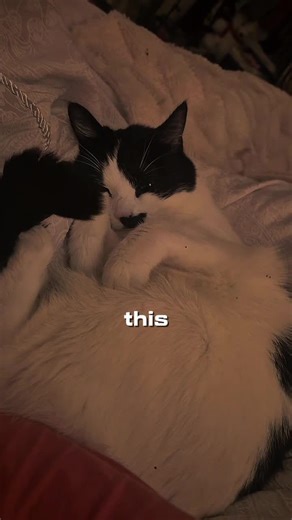 Clara the Christmas cat!