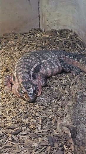 This Tegu Lizard is HUGE! 🦎✨