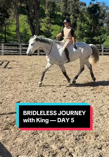 it was AMAZING until it wasn’t 😅 but hey you don’t know your limits until you push them why is it always the “ok just one more and then we’re done!” that teaches us the lesson? in hindsight I probably should’ve quit after it had gone so well but I’m actually glad his bronco booty came after me to tell me maybe he isn’t a fan of cantering bareback, so I won’t try it again! I heard you King loud & clear!! He does have an extremely bouncy canter by nature & I tried my hardest to slither my hips wi