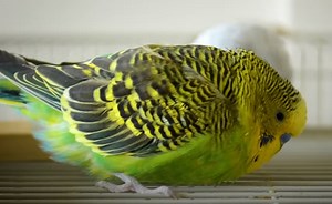 4 Main Reasons Why Your Bird Sits On The Bottom Of Its Cage - Animal World Facts