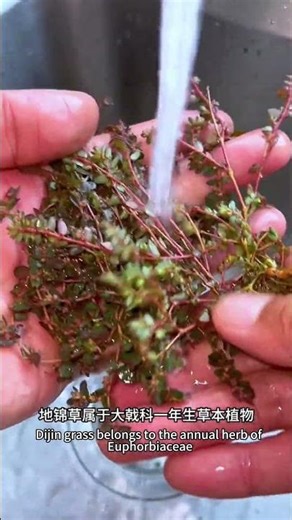 Euphorbia humifusa, also known as creeping privet, is a common plant in rural areas. Do you recog...