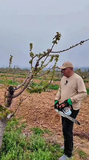 Cherry Tree Extra Branch Pruning for Maximum Growth