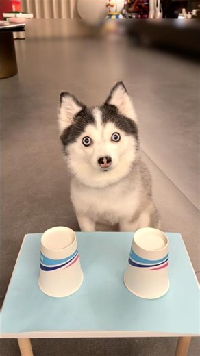 Dog Challenge Part 2#DogChallenge #PetChallenge #DogLife