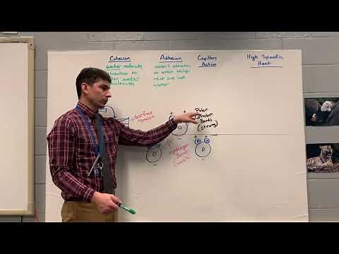 Keystone Biology Review 3