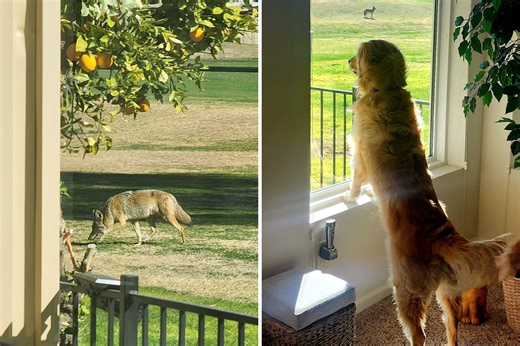 Golden retriever standing guard to protect home wins pet of the week
