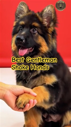 Smartest German Shepherd Puppy Learns to Shake Hands! 🤝🐾 #shorts