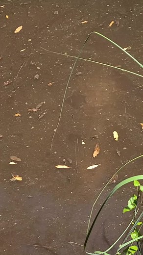 Crocodile Climbing a Tree: Wild Footage & More | Philippines TikTok