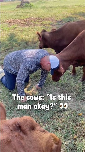 My Wife Says I’m Taking This Cow Thing Too Far 😂🐮 #dextercattle #homestead #farmlife